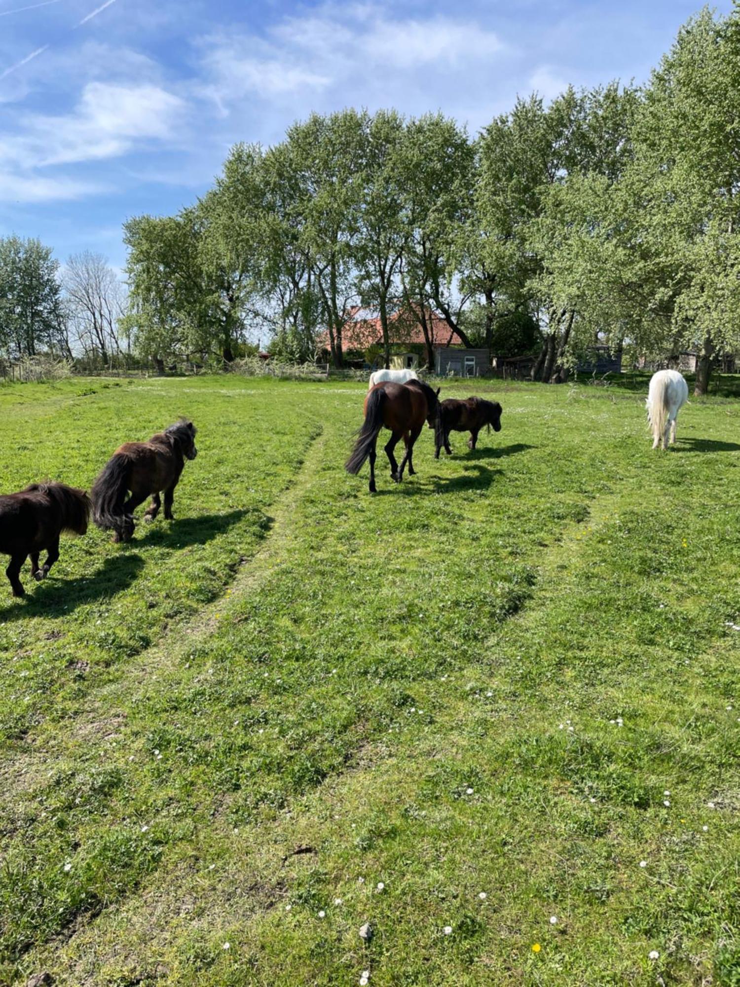 Ferienhof Spiegelhaus Krummhörn المظهر الخارجي الصورة